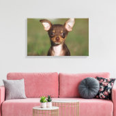 Chihuahua Puppy die naar camera kijkt Canvas Afdruk (Insitu (Woonkamer))