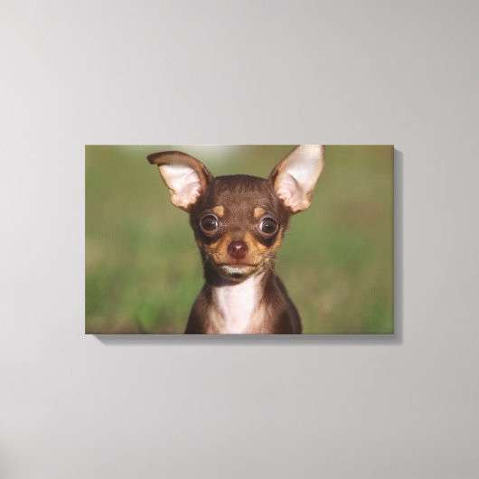 Chihuahua Puppy die naar camera kijkt Canvas Afdruk (Voorkant)