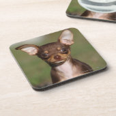 Chihuahua Puppy die naar camera kijkt Drankjes Onderzetter (Linkerzijde)