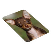 Chihuahua Puppy die naar camera kijkt Magneet (Rechterzijde)