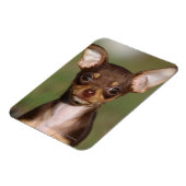 Chihuahua Puppy die naar camera kijkt Magneet (Linkerzijde)