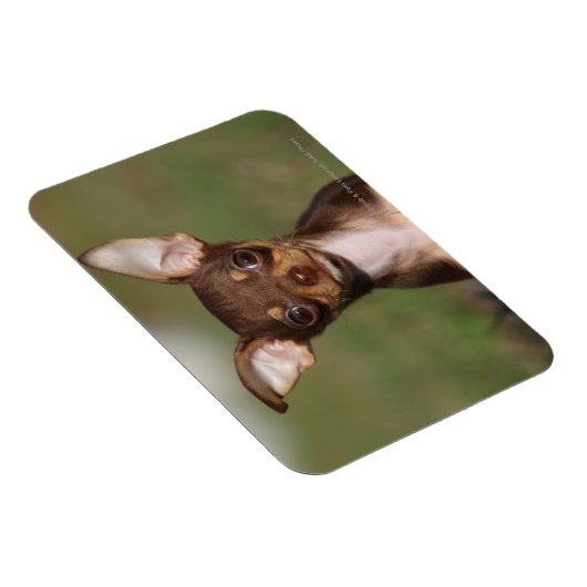 Chihuahua Puppy die naar camera kijkt Magneet (Rechterzijde)