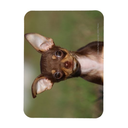 Chihuahua Puppy die naar camera kijkt Magneet (Verticaal)