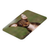 Chihuahua Puppy die naar camera kijkt Magneet (Linkerzijde)