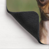 Chihuahua Puppy die naar camera kijkt Muismat (Hoek)