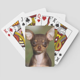 Chihuahua Puppy die naar camera kijkt Pokerkaarten