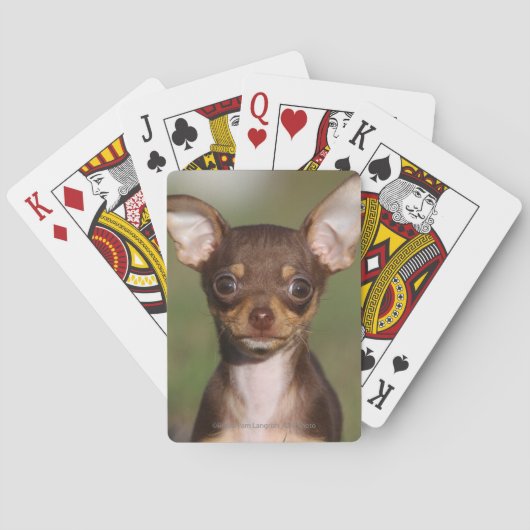Chihuahua Puppy die naar camera kijkt Pokerkaarten (Achterkant)