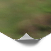 Chihuahua Puppy die naar camera kijkt Poster (Hoek)