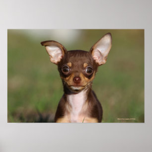 Chihuahua Puppy die naar camera kijkt Poster