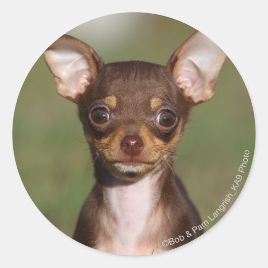 Chihuahua Puppy die naar camera kijkt Ronde Sticker (Voorkant)