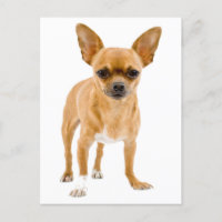 Chihuahua Puppy Dog Blank Groetingspaal Kaart