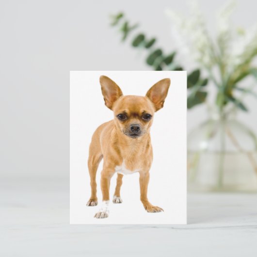 Chihuahua Puppy Dog Blank Groetingspaal Kaart (Staand voorkant)