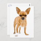 Chihuahua Puppy Dog Blank Groetingspaal Kaart (Voorkant / Achterkant)