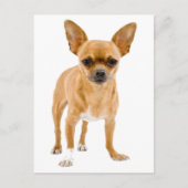 Chihuahua Puppy Dog Blank Groetingspaal Kaart (Voorkant)