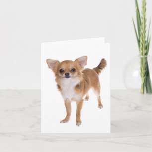 Chihuahua Puppy Dog Blank Kaart