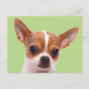 Chihuahua Puppy Dog Briefkaart