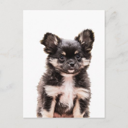 Chihuahua Puppy Dog Briefkaart (Voorkant)