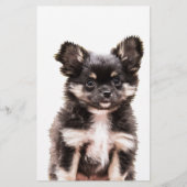 Chihuahua Puppy Dog Briefpapier (Voorkant)