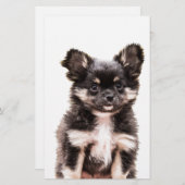 Chihuahua Puppy Dog Briefpapier (Voorkant / Achterkant)