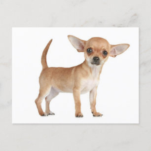 Chihuahua Puppy Dog Post Card Briefkaart