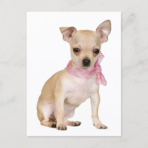 Chihuahua Puppy Dog Post Card Briefkaart