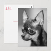 Chihuahua Puppy Dog Post Kaart (Voorkant / Achterkant)