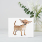 Chihuahua Puppy Dog Post Kaart (Staand voorkant)
