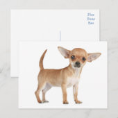 Chihuahua Puppy Dog Post Kaart (Voorkant / Achterkant)