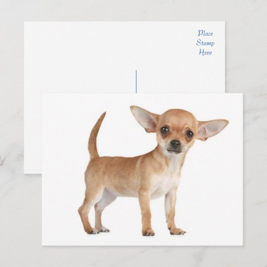 Chihuahua Puppy Dog Post Kaart (Voorkant / Achterkant)