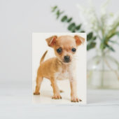 Chihuahua Puppy Dog Post Kaart (Staand voorkant)