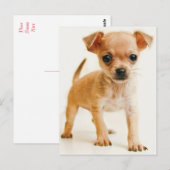 Chihuahua Puppy Dog Post Kaart (Voorkant / Achterkant)