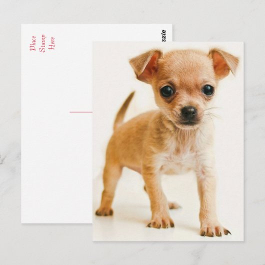 Chihuahua Puppy Dog Post Kaart (Voorkant / Achterkant)