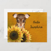 Chihuahua puppy en zonnebloemen briefkaart (Voorkant / Achterkant)