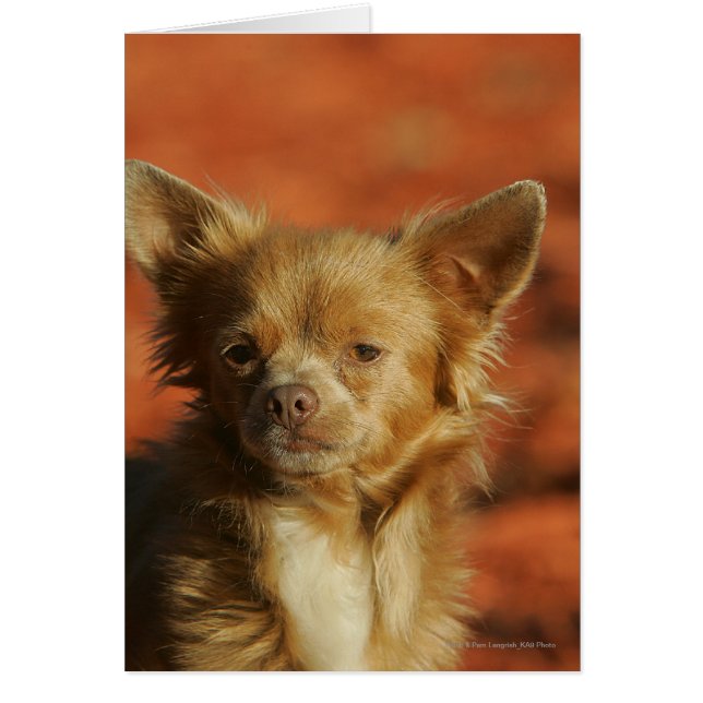 Chihuahua Puppy Headshot (Voorkant)