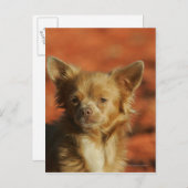 Chihuahua Puppy Headshot Briefkaart (Voorkant / Achterkant)