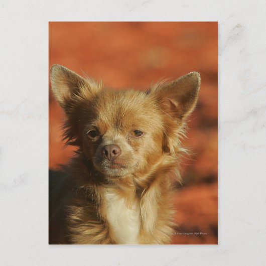 Chihuahua Puppy Headshot Briefkaart (Voorkant)