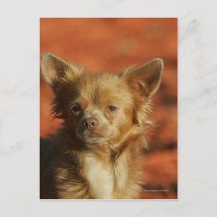 Chihuahua Puppy Headshot Briefkaart