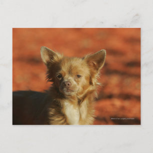 Chihuahua Puppy Headshot Briefkaart