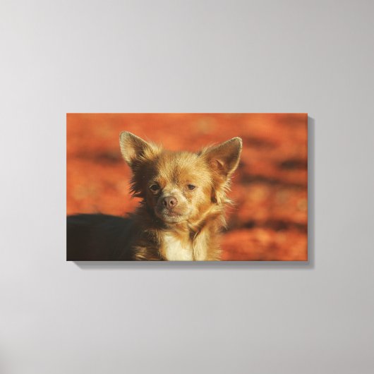 Chihuahua Puppy Headshot Canvas Afdruk (Voorkant)