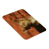 Chihuahua Puppy Headshot Magneet (Rechterzijde)