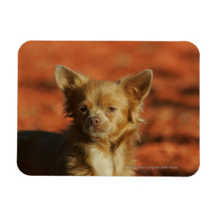 Chihuahua Puppy Headshot Magneet