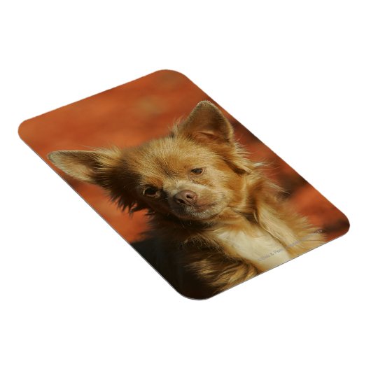 Chihuahua Puppy Headshot Magneet (Rechterzijde)