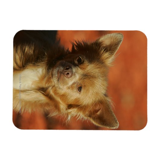 Chihuahua Puppy Headshot Magneet (Horizontaal)