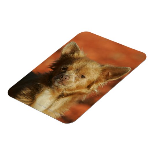 Chihuahua Puppy Headshot Magneet (Linkerzijde)