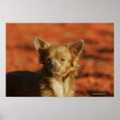 Chihuahua Puppy Headshot Poster (Voorkant)