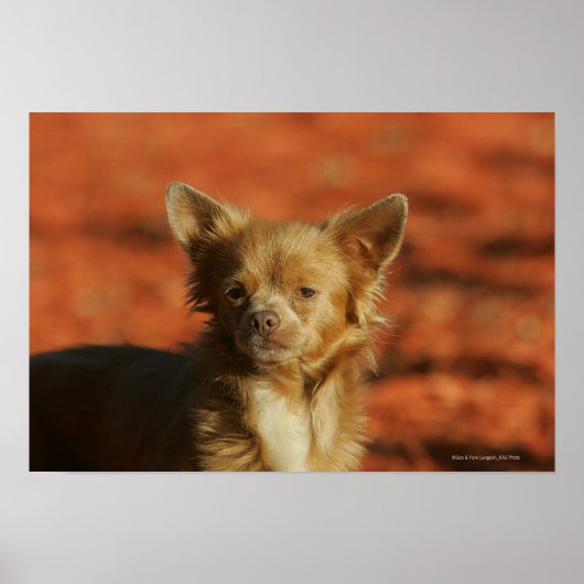 Chihuahua Puppy Headshot Poster (Voorkant)