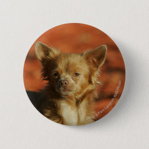 Chihuahua Puppy Headshot Ronde Button 5,7 Cm