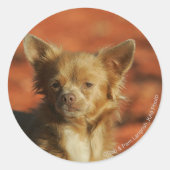 Chihuahua Puppy Headshot Ronde Sticker (Voorkant)