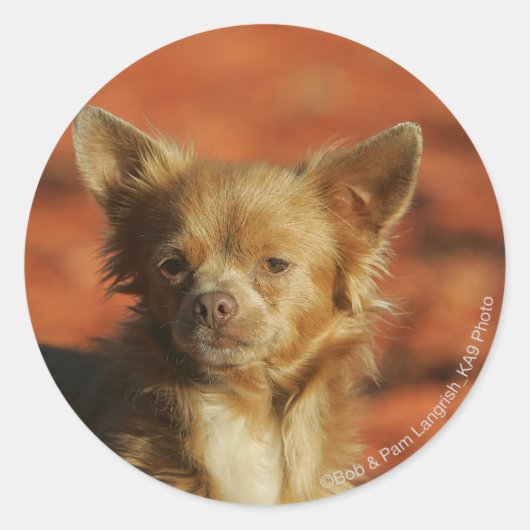 Chihuahua Puppy Headshot Ronde Sticker (Voorkant)