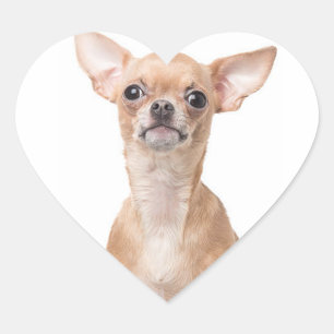 Chihuahua Puppy Hond Hart Hart Sticker